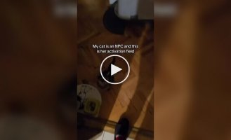 Домашній кіт поводиться так, ніби він NPC у грі