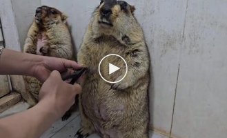 Реакция сурков на стрижку когтей