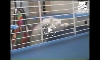 Побег с клетки