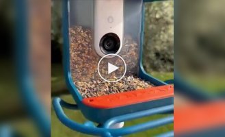 Footage from cameras on bird feeders