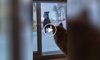 “Wow!”: the cat saw a moose outside the window