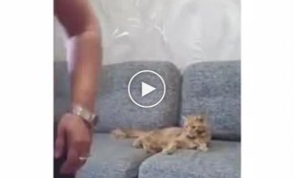 A cat's love for the owner who feeds it