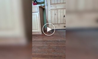 Броненосец поймал яблоко