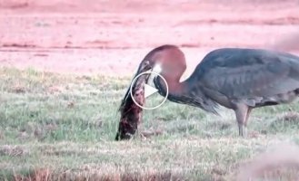 A very hungry heron ate a whole catfish