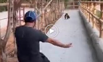 Encounter with a little monkey
