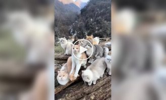 Девушка переехала в горы жить с 30 кошками
