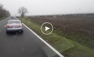 Несколько сотен оленей перебегают дорогу в Венгрии