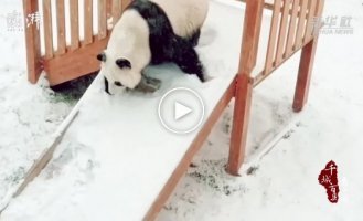 Panda rejoices at the fallen snow