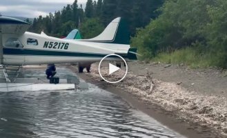 Бесстрашная женщина снимает семейство медведей