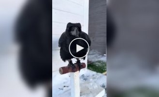 Дуже розумний ворон