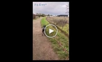 Dog work: the dog interrupted the trip and deprived the extremist of the electric scooter