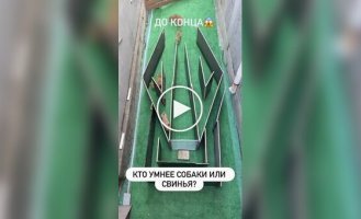 Кто умнее: собак или свинья