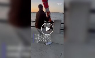 Пара спасла енота с помощью дорожного конуса