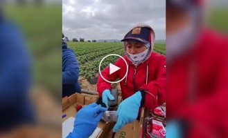 A strawberry picker at work