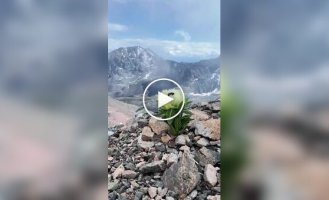 Снежный лотос в горах Тянь-Шаня