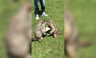 Marmot kingdom in China