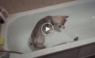 Husky puppy asks for a bath