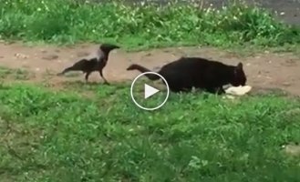 A crow persistently demands a cat to share a treat with him . vertical