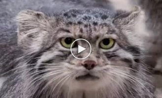 Difficulties of motherhood in the manul family