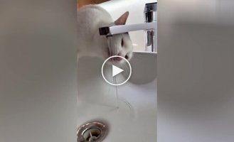 Кот научился открывать воду