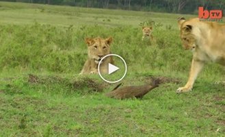 Бесстрашный мангуст выгоняет львов со своей территории