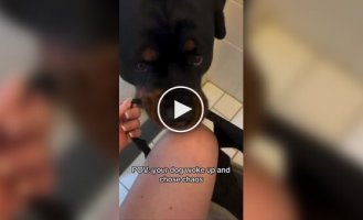 Ротвейлер влаштував "перетягування каната"