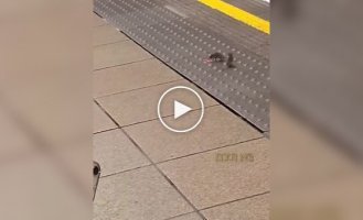 Крысы подрались из-за еды в лондонском метро