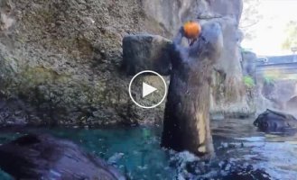Выдры сыграли в баскетбол тыквами