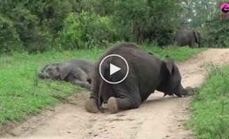 Пьяные слоны не могут стоять на ногах