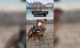 Пес с голливудской улыбкой