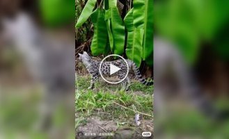 Мужчина устроил «столовую» для котов прямо с балкона