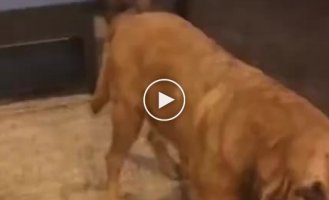 Leave me alone!: the prankster dog got his friend