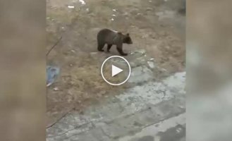 В Печоре полицейские прогнали медведя