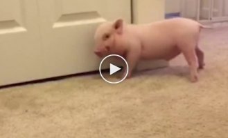 После просмотра этого видео, Вы точно захотите себе домой свинку