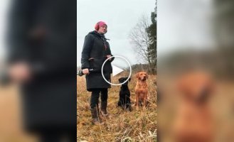 Кинолог показала впечатляющую дисциплину своих лабрадоров