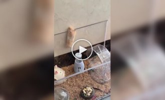 Побег хомяка из вольера