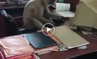 In India, a monkey entered the office to do some work.