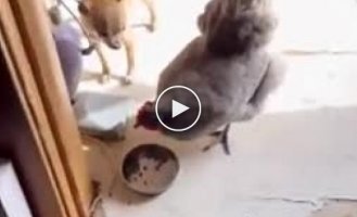 Guest steals food from dog