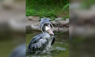 Кітоголови не відразу освоюють мистецтво балансування на одній нозі