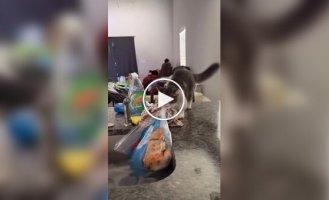 Котенок пытается стащить пакет с едой