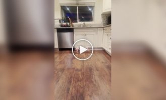 Сфінкси грають на кухні