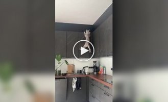 Коты, которым сходят с лап любые шалости