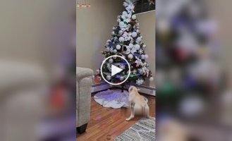 Собаки проти новорічних ялинок