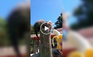 Женщина нашла подход к пугливому опоссуму