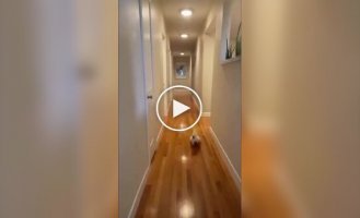 Пернатый любитель ночных вечеринок