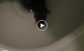 Хозяйка и кошка умилились вылезшей из унитаза крысой видео