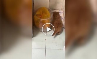 Обычная активность для рыжих котов