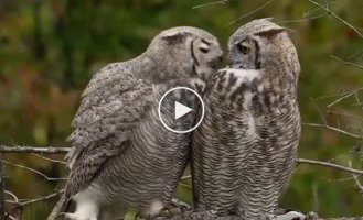 Meeting of two young Great Eagle Owls