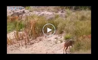 A deer outwitted a treacherous tiger and swam away from him in India