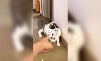 Коти, які не люблять, коли в них тицяють пальцем